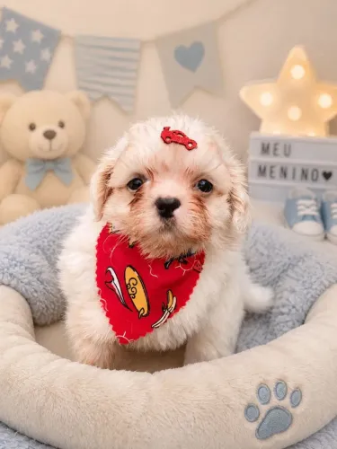 Lindo Shih Tzu macho com Pedigree