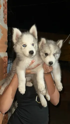Husky Siberiano