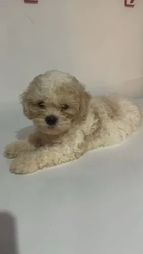 Vende-se filhote de poodle n1 macho. Obs, ta vacinado e vermifugafo tem 2 messes