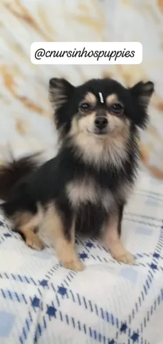 chhuahua garanta hoje seu bebe entrega hoje