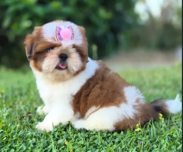 Vendo shitzu mini 