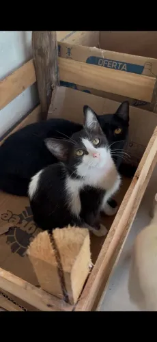 Gata frajola de 4 meses