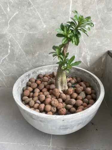 Rosa do deserto com vaso