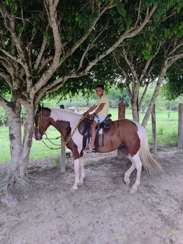 Egua macha picado, 7 mil ou troca por cavalo