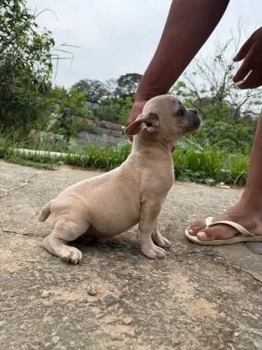 American Bully