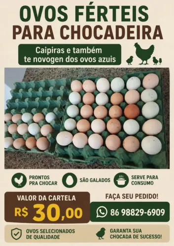 Ovos férteis de galinha caipira 