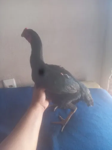 Galinha de raça