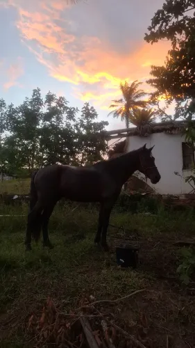 Vende-se cavalo