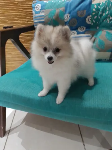Spitz alemão Anão Fêmea 3.000