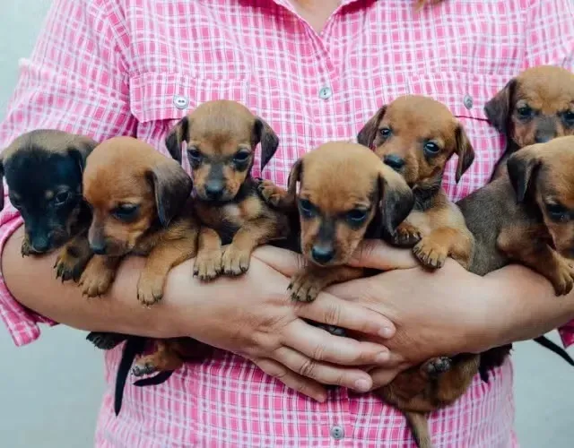 salsichinha x pinscher 