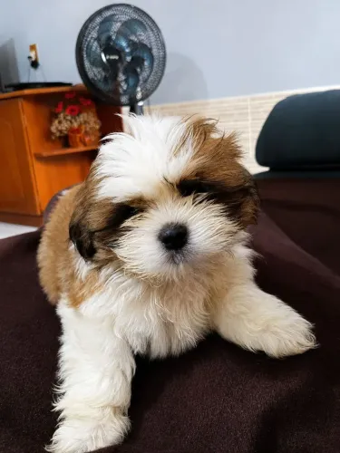 Lindo Filhote de Shih-Tzu