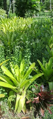 Serviço de jardinagem,caseiro e limpeza geral