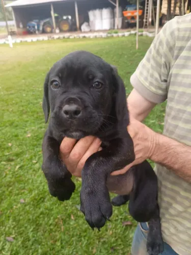 Cane Corso ((( PROMOÇÃO)))