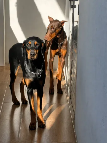 FILHOTE DE DOBERMAN COM PEDIGREE