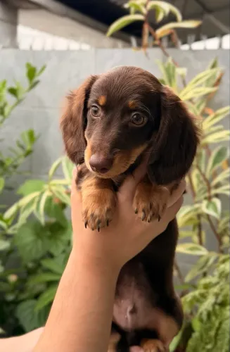 Lindo filhote de dachshund de pelo longo 