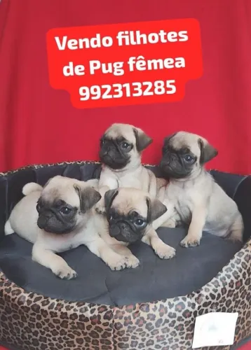 Vendo filhotes de Pug fêmea