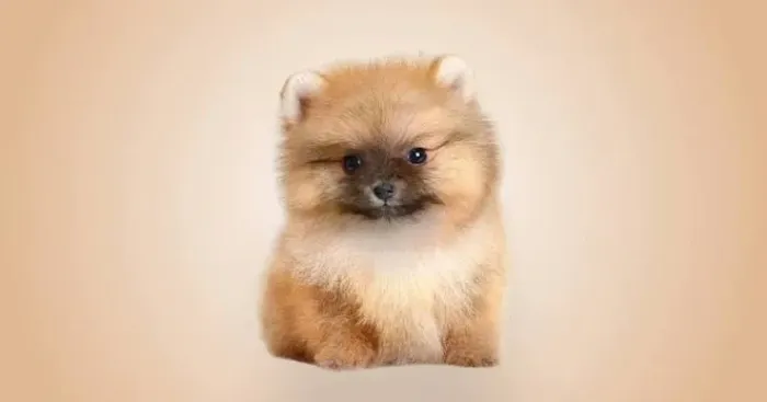 Filhote de Spitz Alemão Para Quem Busca Uma Companhia Encantadora