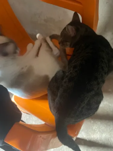 Gato