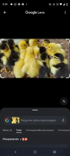 Vendas de patinhos