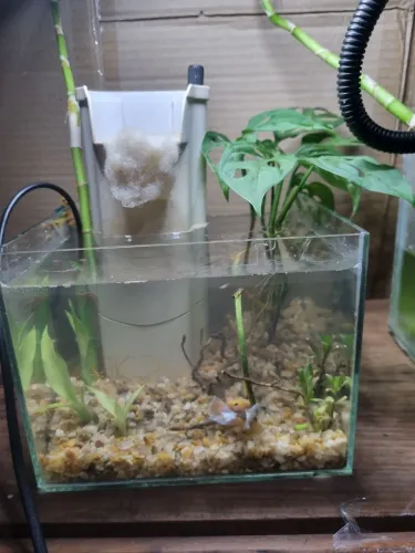Aquario de 3 l 