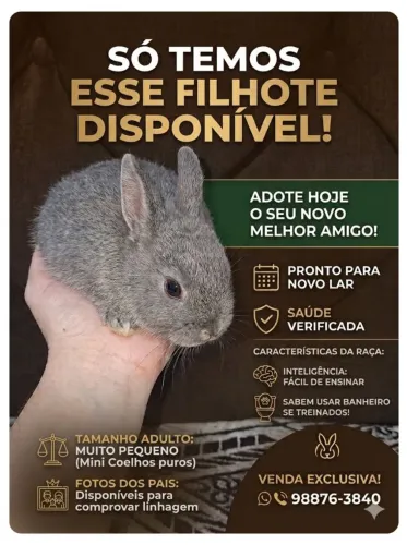 Coelho anão neterlands (filhote) 