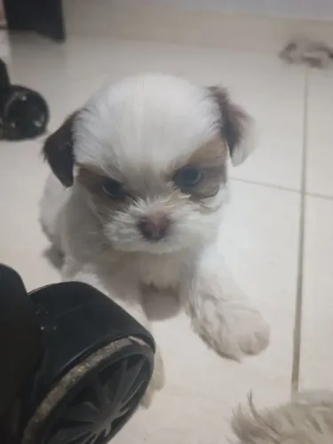 Shitzu macho