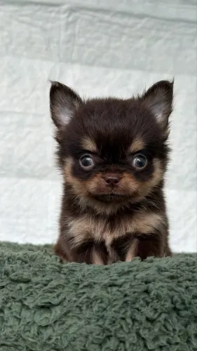 Machinhos de Chihuahua C/ PEDIGREE