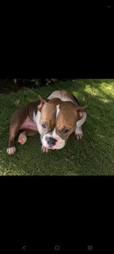 American Bully Mini