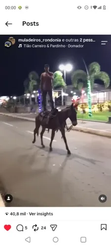 Domador de cavalos