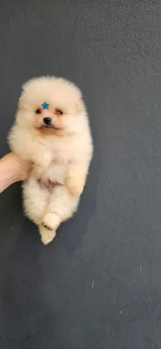 Spitz alemão anão com Pedigree 