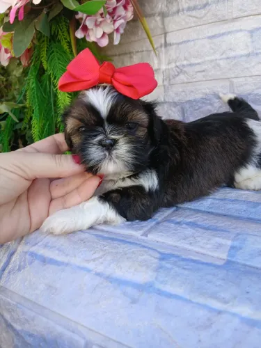 Shitzu fêmea mini tricolor linda
