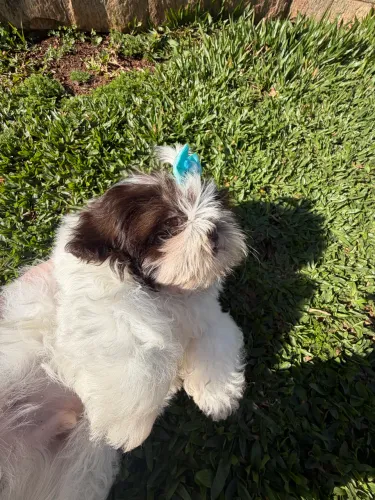 Shih Tzu machinho disponível