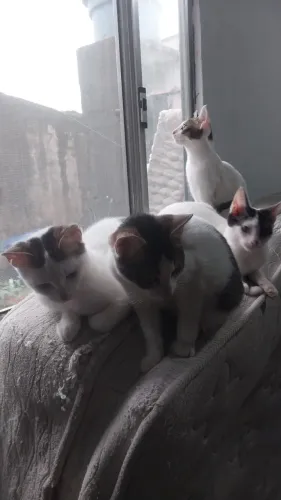 Doaçao de gatinhos
