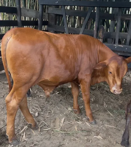 TOURINHO SENEPOL PO