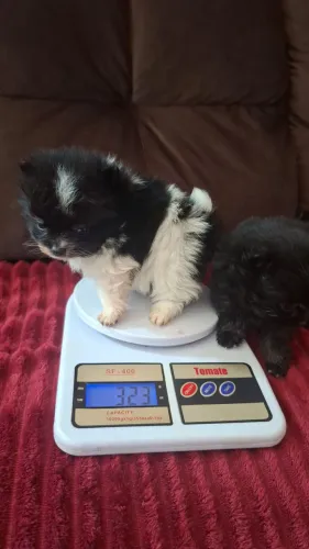 Lulu da Pomerânia anão