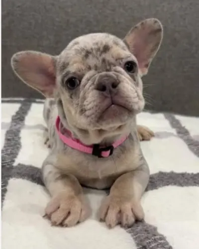 Bulldog francês lilactan merle compacta
