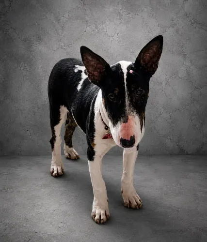 Bull terrier inglês standard Fêmea - Black & white