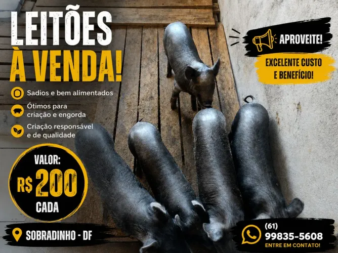 Vendo leitões