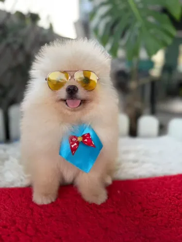 Lindos Filhotes de Lulu da Pomerania Macho e Femea