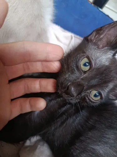 Gatinho para adoção.