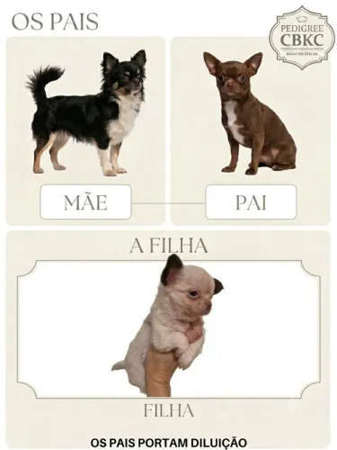 Filhote de Chihuahua Fêmea - Excelente Genética (Pedigree CBKC)