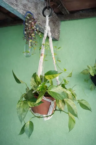 Suporte de planta