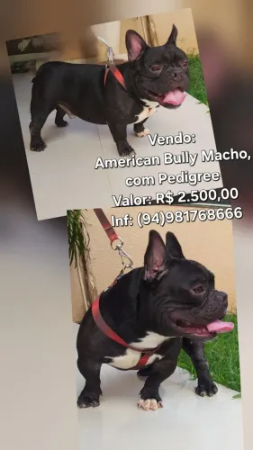 Cachorros lindos e dóceis, American Bully!