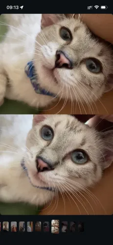Sou a Atena e estou pra adoção