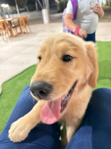 Linda Filhote de Golden Retrivier