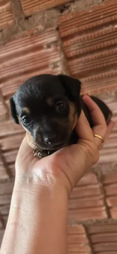Pincher 1 macho