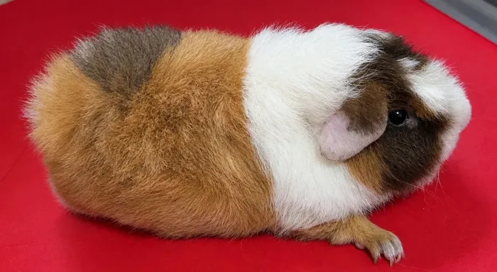 Porquinho da india Us teddy