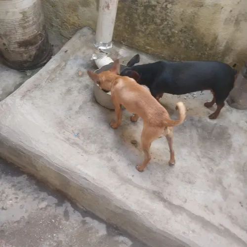 Filhotes pinscher 01