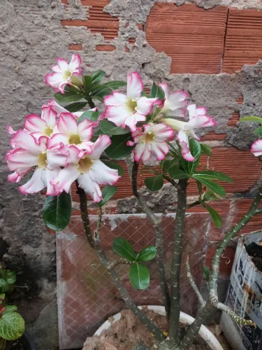 Rosa do Deserto de pétalas brancas com bordas rosadas