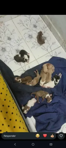 Filhotes de Pitbull Monsters e rednose 